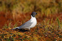 Sabine gull (Larus / Xema sabini) Teshekpuk Lake Special Area, Alaska, USA July