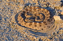 Sidewinder rattlesnake (Crotalus cerastes) partially concealed in sand, Mojave Desert, California, USA
