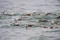 Long tailed ducks (Clangula hyemalis) male and female flock on water in basic (winter) plumage. Ocean County, New Jersey, USA January