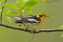 Blackburnian warbler (Dendroica fusca) male in breeding plumage. Tompkins County, New York, USA May