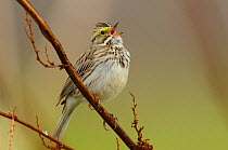 Savannah sparrow (Passerculus sandwichensis) singing, Seward Peninsula, Alaska, USA May