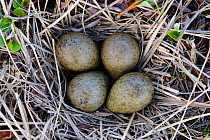 Nest and eggs of Black turnstone (Areneria melanocephala) Seward Peninsula, Alaska, USA June