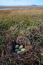 Nest and eggs of Common eider duck (Somateria mollissima) Seward Peninsula, Alaska, USA June
