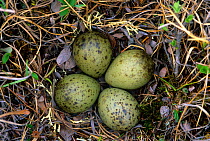 Bar tailed Godwit nest and eggs (limose lapponica) Colville River Delta, Alaska USA June