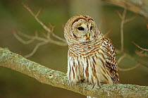 Barred owl (Strix varia) hunting in day, Ontario, Canada. When food is scarce Barred Owls from the northern limits of this species range can sometimes be found hunting by day