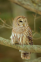 Barred owl (Strix varia) hunting in day, Ontario, Canada. When food is scarce Barred Owls from the northern limits of this species range can sometimes be found hunting by day