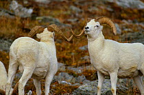 Dall sheep (Ovis dalli) rams sizing each other up. Establishing dominance is a constant activity for rams during the fall mating season. Denali National Park, Alaska, USA