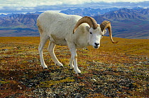 Dall sheep (Ovis dalli) mature ram, Denali National Park, Alaska, USA
