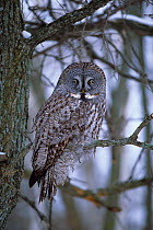 Great grey owl (Strix nebulosa) portrait in tree in winter. Ontario, Canada