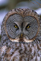 Great grey owl (Strix nebulosa) head portrait, Ontario, Canada.