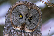 Gret grey owl (Strix nebulosa). Ontario, Canada.