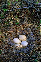 White fronted goose (Answer albifrons) nest and eggs. Colville River Delta, Alaska, USA. June.