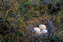 White fronted goose (Answer albifrons) nest and eggs. Colville River Delta, Alaska, USA June.