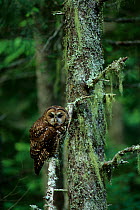 Spotted owl (Strix nebulosa) Gifford-Pinchot National Forest, Washington USA
