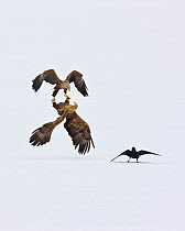 Two White Tailed Sea Eagle (Haliaeetus albicilla) fighting in acrobatic flight as Raven (Corvus corax) looks on. Scandinavia, April. 5th, 2010 Euronatur Wildlife photographer competition.