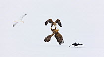 Two White Tailed Sea Eagle (Haliaeetus albicilla) fighting in acrobatic flight as Raven (Corvus corax) looks on and a Herring Gull (Larus argentus) flies past. Scandinavia, April.