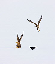 White Tailed Sea Eagles (Aliaeetus albicilla) flying above snow with a Raven (Corvus corax) landed. Scandinavia, Europe, April.