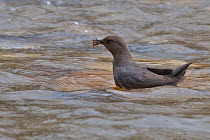 American Dipper (Cinclus mexicanus) with mayfly and stonefly nymphs in bill, Montana, USA