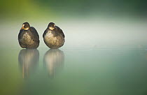 Two young Coots (Fulica atra) standing together in shallow water, Derbyshire, England, UK, June 2010. Highly commended in the Portfolio category of the BWPA Competition 2016.