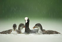 An adult Coot (Fulica atra) surrounded by three chicks in the rain, Derbyshire, England, UK, June 2010