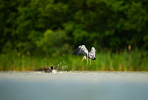 An adult Coot (Fulica atra) chasing a Grey heron (Ardea cinerea), defending chicks, Derbyshire, England, UK, June 2011