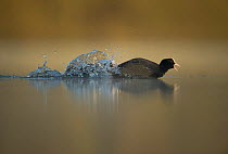 An adult female Coot (Fulica atra) swimming rapidly, pursued by a male concealed among the splashing water, intent on mating with her, Derbyshire, England, UK, March 2011