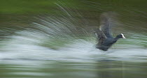 An adult Coot (Fulica atra) running along the surface of a lake, in pursuit of another adult out of shot, Derbyshire, England, UK, April 2010