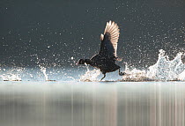 An adult Coot (Fulica atra) running across the surface of a lake, pursuing a second adult (out of shot) in a dispute over territory, Derbyshire, England, UK, March 2011