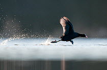 An adult Coot (Fulica atra) running across the surface of a lake, Derbyshire, England, UK, March 2010. Did you know? It is a current theory that dinosaurs such as Archaeopteryx developed wings to help...