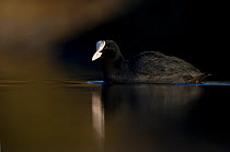 An adult Coot (Fulica atra) swimming on a still lake, Derbyshire, England, UK, March 2010