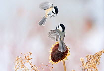 Two Black-capped chickadees (Poecile atricapillus) in mid-air fight by a sunflower, New York, USA, February