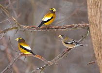Three Evening grosbeaks (Coccothraustes vespertinus) perched, two males and one female, Madison County, New York, USA, January
