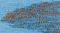 Redhead ducks (Aytha americana) with a few Ring-necked ducks (Aytha collaris) mixed in, swimming in a large raft, Cayuga Lake, New York, USA, January