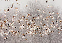 Snow bunting (Plectrophenax nivalis) flock in flight during a snowstorm, New York, USA, January