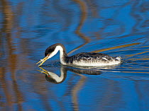 Western grebe (Aechmophorus occidentalis) eating a feather that it has preened from its plumage, Bolsa Chica Ecological Reserve, California, USA, February