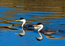 Western grebe (Aechmophorus occidentalis) pair swimming, with reflections, Bolsa Chica Ecological Reserve, California, USA, February