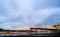 Murmuration of Common starlings (Sturnus vulgaris) forming into a heart shape above Aberystwyth pier prior to roosting, Ceredigion, Wales, UK, December