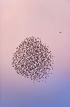 Common Starlings (Sturnus vulgaris) forming a compact murmuration to thwart a hunting  Peregrine falcon (Falco peregrinus), Aberystwyth, Ceredigion, Wales, UK Sequence 1/2