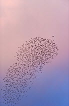 Common Starlings (Sturnus vulgaris) peeling off from a compact murmuration to thwart a hunting  Peregrine falcon (Falco peregrinus), Aberystwyth, Ceredigion, Wales, UK Sequence 2/2