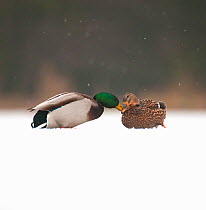 A pair of Mallards (Anas platyrhynchos) touching bills in the snow on a frozen lake, Derbyshire, England, UK, January