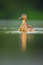 An adult female Mallard (Anas platyrhynchos) swimming on a calm lake, Derbyshire, England, UK, June