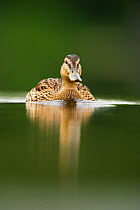 A sub-adult female Mallard (Anas platyrhynchos) swimming on a still lake, Derbyshire, England, UK, June