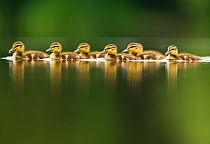 A line of Mallard ducklings (Anas platyrhynchos) ducklings swimming on a still lake, Derbyshire, England, UK, June