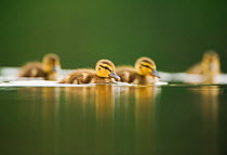 Mallard (Anas platyrhynchos) ducklings swimming on a still lake, Derbyshire, England, UK, June
