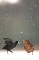 An adult female Mallard (Anas platyrhynchos) standing on a frozen lake in the snow, with a Coot (Fulica atra) passing by in the background, Derbyshire, England, UK, January