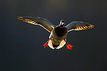 An adult male Mallard (Anas platyrhynchos) comes in to land, backlit by evening sunlight, Derbyshire, England, UK, March. Did you know? In addition to the colour differences between male and female du...