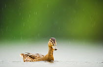 Portrait of an adult female Mallard (Anas platyrhynchos) swimming on a lake in the rain, Derbyshire, England, UK, June