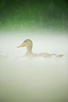 Portrait of an adult female Mallard (Anas platyrhynchos) swimming on a lake in the rain, Derbyshire, England, UK, June