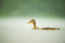 An adult female Mallard (Anas platyrhynchos) swimming on a lake in the rain, Derbyshire, England, UK, June