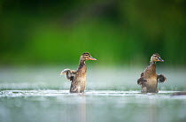 Two Mallard (Anas platyrhynchos) ducklings standing up to shake their wings after bathing, Derbyshire, England, UK, June